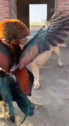 Unexpected Farm Encounter: Brave Rooster vs. Curious Dog #shorts #rooster #dog #farm #animal #nature