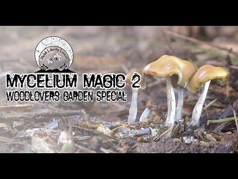 Mycelium Magic 2 - Wavy Caps (Psilocybe Cyanescens)