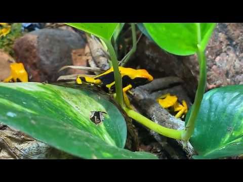 Home Safari - Poison Dart Frog - Cincinnati Zoo