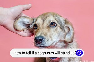 How To Tell If A Dog's Ears Will Stand Up? (When Do Puppy Ears Stand Up) - OodleLife®