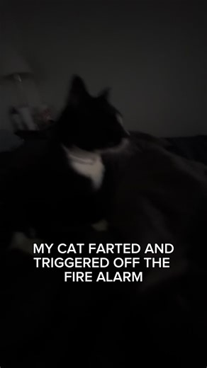 BRO WHAT IS MY CAT #cat #funny #firealarm #fyp #xybca | cat