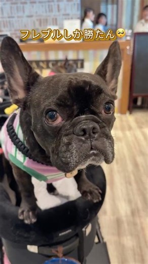 フレブルしか勝たん！「フレブルジャンボリー」#わんことおでかけ #フレンチブルドッグ #犬とドライブ #frenchbulldog #フレンチブルドッグジャンボリー#wancott