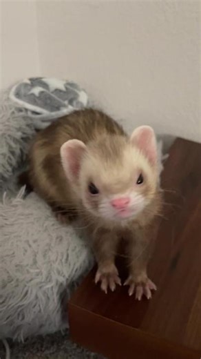 Angry Moon 😠😂🦦 #ferret #ferrettok #ferretsoftiktok #ferretlove #animalsoftiktok #ferretlife #ferretvideos #cuteanimals
