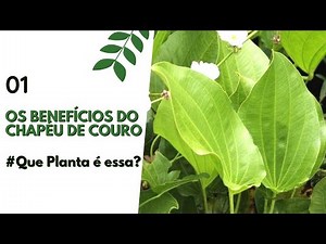 CONHEÇA O CHAPÉU DE COURO E OS BENEFÍCIOS PRA SUA SAÚDE🌿/Bora pra Roça?