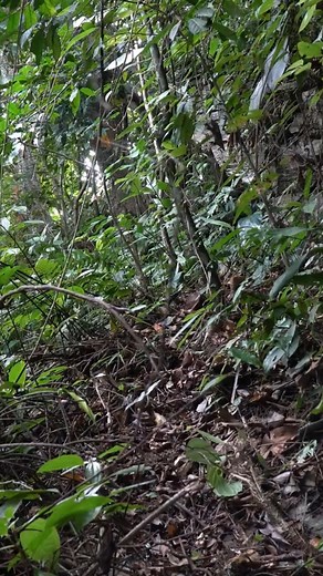 331K views · 5.4K reactions | Jaguar monster attacks people, jaguar ambushes, survive alone #survival #hunting #fishing | I Am Primitive | Facebook