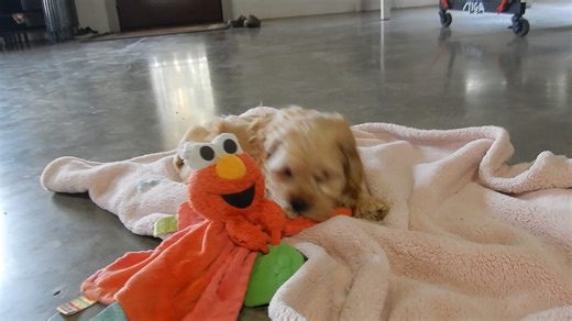 Cockapoo puppy for sale