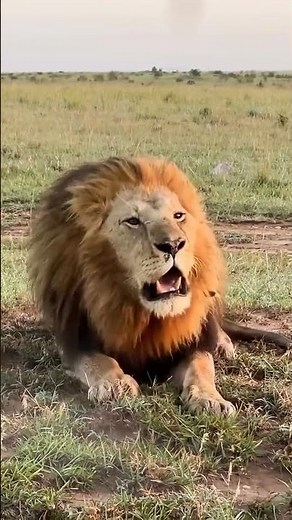 Oloimina’s Roar Feels Empty Without Oloshipa | Maasai Mara National Reserve | Travins World