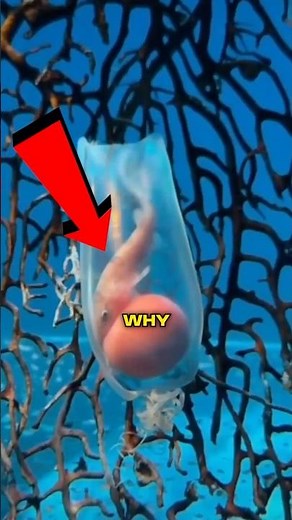 Why do shark eggs look like alien pods?