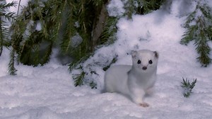 52K views · 1.6K reactions | Meet the ultimate snow survivors, Jan. 11 on PBS (check local listings). #NaturePBS | Nature | PBS | Facebook