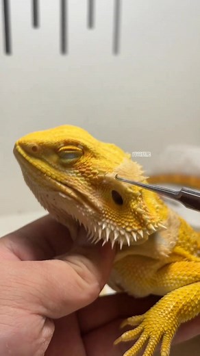 Immersive experience of lizard peeling video decompression lizard pet #Climbing #Decompression #Maned #Original #Immersive | Tessa