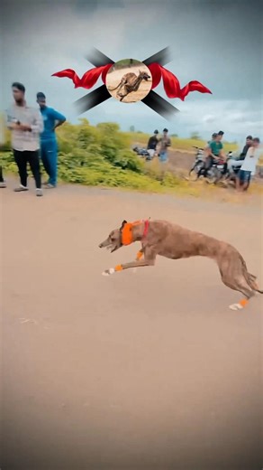 Dog race Kolhapur😱🚀| Kolhapur Dog Racing/Dog Race/Dog Race Maharashtra||#shorts #arfyads