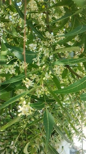 Neem Flower #neemtree #flowers#medicinalplants #greenary #nature #ytshorts