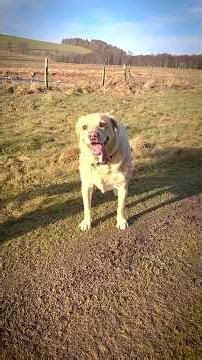 Benji & new Labrador puppy Alfie playing as the sun fades 🐕🌅