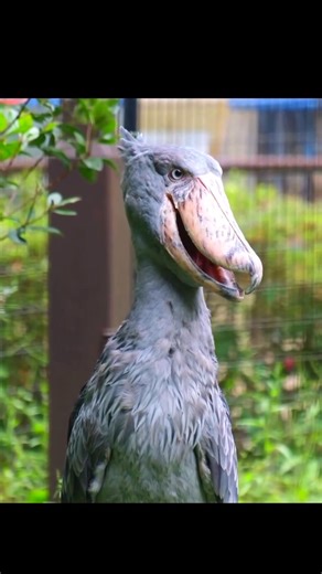 Shoebill stork Sound 🎶🎶 | The Shoebill World