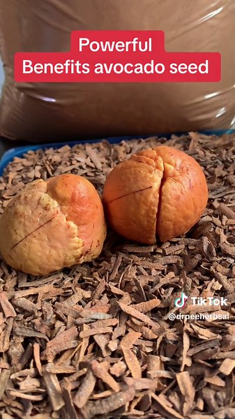 Powerful Benefits of Avocado Seed: Education on Avocado Seed #drpeeherbalcentre #tiktokghana🇬🇭 #fypシ #fyp
