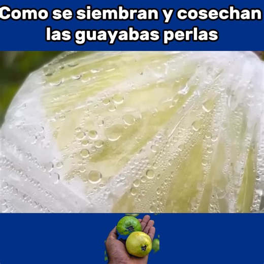 Como se siembran y cosechan las guayabas en el campo En este video les muestro el proceso para sembrar y cosechar las guayabas en el campo | El Urrego