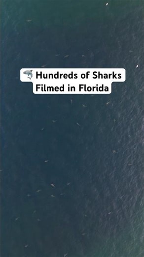 Hundreds of sharks filmed just 2,500 feet from the Beach in Florida