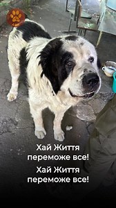 SALUTE TO SIMONE Passion. Courage. Compassion. Dedication. For the last few months my friend and sometimes crewmember and exceptional Swiss artist Simone Eisenbeiss has been on the Front Lines in Ukraine working to rescue and evacuate animals from the war zone between Ukraine and Russia. She has been extremely courageous. It is a dangerous situation and she has already been wounded by shrapnel, fortunately not too serious, but every day there are attacks from Russian drones. In wars, animals are