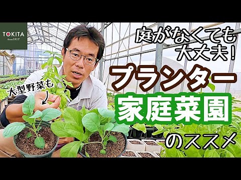 【家庭菜園】プランターで野菜を育てよう！【ブリーダー解説】
