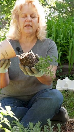 How to Plant an Herb Garden – Step-by-Step Guide