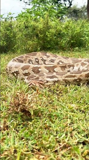 “Nature’s Power: Mesmerizing Python Snake Moment!” #naturelovers #snake #animals #python
