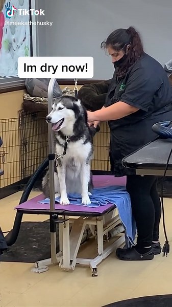 She IS THE BIGGEST drama queen at the groomers! 🤣💕 #petsoftiktok #dogsoftiktok #funnyanimals