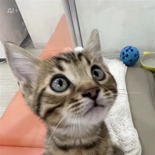 How to Make Your Cat Sing Using Capcut