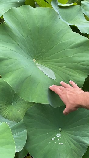 Have you ever seen this before?💧IG @happyplnts 🌿 This is the Nelumbo Nucifera! A beautiful lotus which produces gorgeous flowers and soft hydrophobic leaves. It’s the national symbol of several countries and is simply quite beautiful, don’t you agree? 🤩 We’ve spotted these during our tour in the Botanical Garden of Verbania 🌱 #nelumbo #lotus #watergarden #gardeninspiration #houseplants #urbanjungle #boyswithplants #plantvideo #plants #houseplantclub #urbanjunglebloggers #indoorjungle #jungle