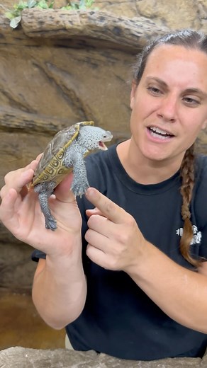 This little diamondback terrapin is full of sass today 💁‍♀️ 😂 maybe he’s just hungry 😋 Hope everyone is enjoying their day and living their dream 💭 • • • • #wow #florida #wildlife #royal #river #terrapin #beautiful #amazing #animals #cool #video #moments #dirty #love #my #job #funny #fun #dirty #turtle #nice #reels #reelitfeelit #reelsinstagram #insta #instagram #instagood #instalike #instadaily #instamood #instacool | The Reptile Zoo