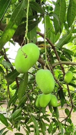 wish you everyone a happy ugadhi #minivlog #youtubeshorts #dayinmylife