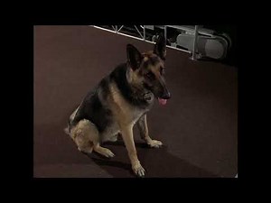 Bionic Woman - The Bionic Dog