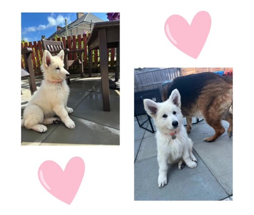 1.7K views · 58 reactions | Introducing Pathfinder Afeena, the new addition to our team this week. #pathfinderdogs #Afeena | Pathfinder Dogs | Facebook