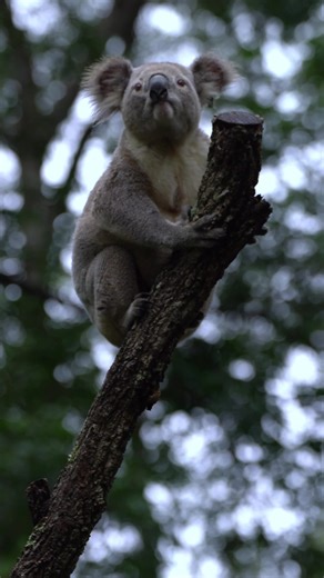 SAVE THE KOALA 🐨 It's Save the Koala Month. Will you help us save koalas from extinction? #savethekoala #savekoalas #koala #koalaconsrvationaustralia #koalahospitalportmacquarie #wildkoalabreedingcentre #wildkoalabreedingprogram #koala #australia