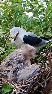 50K views · 336 reactions | Baby of the black winged kite bird was eaten by_ mouse  | Review Birds News | Facebook