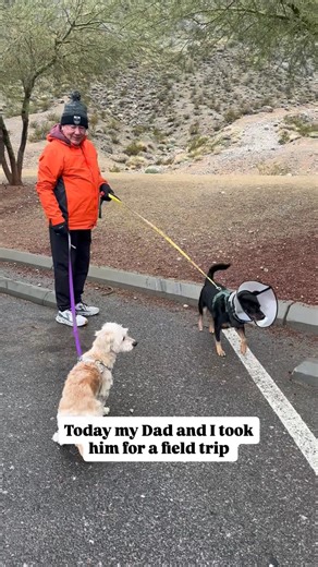 Nikki on Instagram: "MEET LUCA! 🐶 A change from my normal kitty posts to introduce you to a dog that my Dad and I took on a field trip today! Luca is approximately 3 years old, 28 pounds and is patiently waiting for his forever home. Did you know that most rescues and shelters have programs that allow you to “borrow” a dog for the day? This is perfect for my Dad because travels often for work and can’t have a pet of his own. Not only does this allow the dog to de-stress by leaving the shelter e