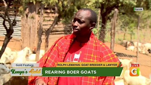 Boer & Galla Goat Breeding in Kenya: A Fascinating Look at Farm Animal Husbandry