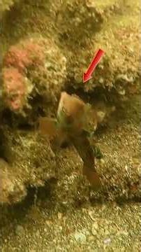 The Underwater World At Its Most Magical #shorts
