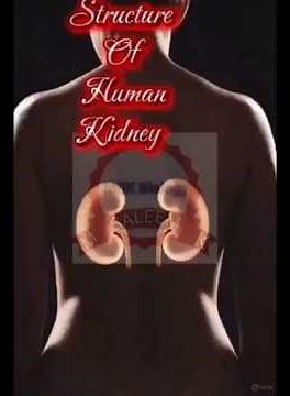 Structure of Human Kidney Explained | Biology Class 10 & 12#msk #biology #biologyanimation #zoology