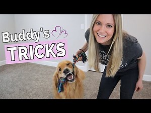 SERVICE DOG TRICKS // Buddy's "regular dog" Tricks + real Service Dog Tasks (& how we trained them)