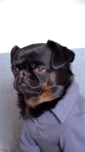 Charlie Griffon on Instagram: "Side-eye still works"