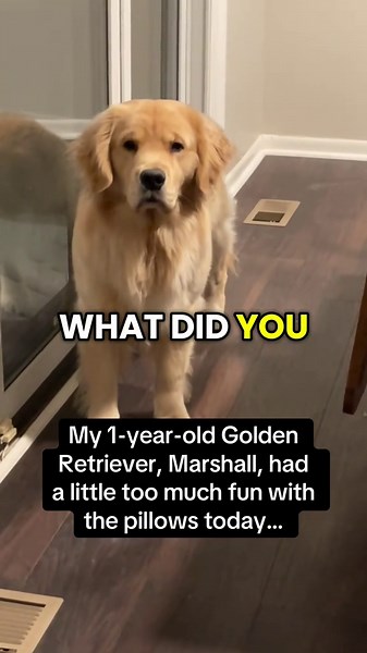 Dog Gets Accused of Destroying Pillows in Hilarious Video