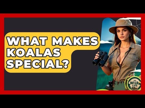What Makes Koalas Special? - The Wild Life Explorer
