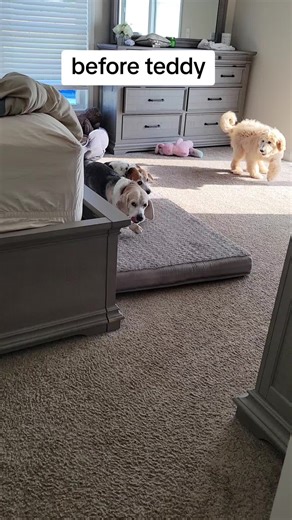 Baby Charlee used to have 2 old beagles to play with. Sammie and Oscar #goldendoodle #beagle #puppy #olddog #dogsoftiktok