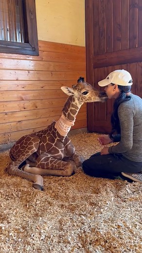 Baby giraffe kisses are the best kisses in the world #❤️ #wandasweezoo #baby #giraffe #kiss #kisses #love #loveanimals #❤️❤️ #❤️❤️❤️ #zoo #rescue #save #caregiver #nonprofit #life #lovemylife #😊 #viralvideo | Thatcher Jude