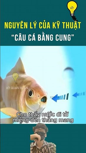 The Principle of “Bow Fishing” Technique | Mysterious Wonders #kqba