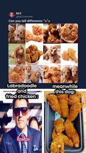 Dog Or Chicken 🐶🍗