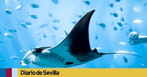 Una mantarraya mata de un aguijonazo a un bañista en Australia