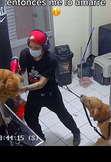 Estos dos hermanitos se estresan si los separan 😭💛 así que mientras terminaba de arreglar a su hermana, me amarré al brother en la cintura… grave error JAJAJA 🐕 #viral #fyp #goldenretriever #veterinaria #humor