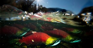 Sockeye salmon to return to Okanagan Lake for first time in over 50 years