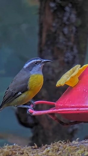 Cornell Lab Bird Cams on Instagram: "Watch this Bananaquit sip some sweet solution from the hummingbird feeder at the Canopy Lodge. These hyperactive little birds drink nectar by probing into flowers, piercing flower bases with their sharp, pointy bills, or by visiting hummingbird feeders. Bold individuals may even steal sugar from outdoor restaurant tables! In this clip from the Panama Fruit Feeder Cam, a Rufous-tailed Hummingbird joins the Bananaquit at the feeder at the end. Want to watch the